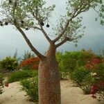 Adansonia za Blatt
