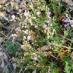 Spergularia rupicola Habit