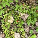 Rubus flagellaris Fruit