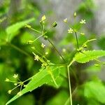 Spananthe paniculata Blüte