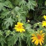 Tithonia diversifolia Fiore