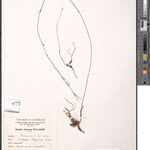 Ceropegia illegitima Sonstige