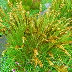 Carex vulpinoidea Leaf