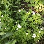 Anemone canadensis Leaf