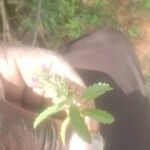Syncolostemon bracteosus Лист