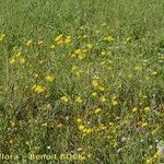 Crepis biennis Habit
