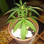 Cannabis sativa Ліст