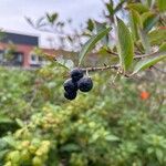 Aronia melanocarpaFrukto