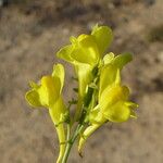 Linaria angustissima Fleur