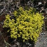 Sedum acreFloro