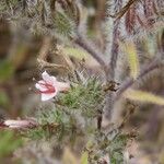 Echium asperrimum Flor