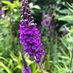 Linaria purpurea Květ