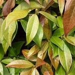 Trachelospermum jasminoides Лист