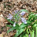 Agapanthus africanus Квітка