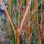 Cyperus longus Folha