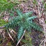 Cirsium acauleBlatt