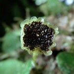 Elaphoglossum peltatum Fruit