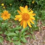 Arnica montanaBloem