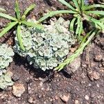 Filago tyrrhenica 花