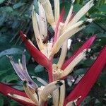 Heliconia psittacorumFloare