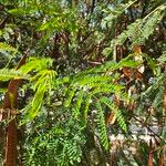 Leucaena leucocephala 葉