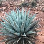 Agave macroacantha Ліст