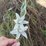 Ornithogalum nutansЦвят