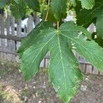 Acer pseudoplatanusLeaf