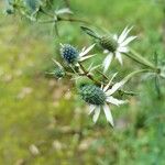 Eryngium heterophyllum Fiore