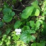 Viola striata Flor