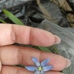 Scilla siberica Flower