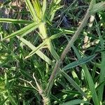 Trifolium purpureum Leaf