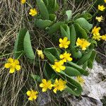 Ranunculus thora Blad