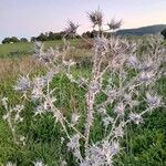 Scolymus maculatus Folla