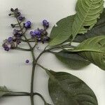 Palicourea brachiata その他の提案