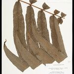Phlebodium decumanum Leaf
