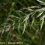 Calamagrostis canescens Fruto