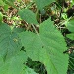Salvia glutinosa Leaf