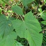 Salvia glutinosa Blatt