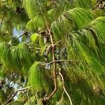 Pinus patula Fruit