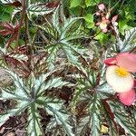 Begonia aconitifolia Liść