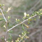 Lycium berlandieri Habit