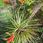 Tillandsia fasciculata 花