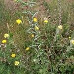 Helichrysum foetidum Habit