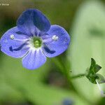 Veronica americana Flor