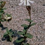 Silene succulenta Floare