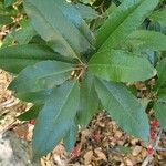 Photinia arbutifolia Листок