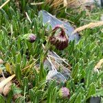 Culcitium serratifolium Flower