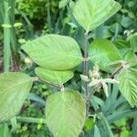 Desmodium intortum Blatt