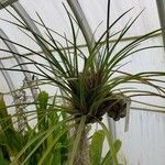 Tillandsia guatemalensis Frunză